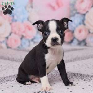 Jerry, Boston Terrier Puppy